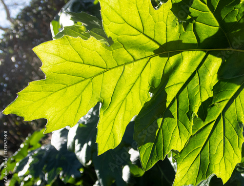 Acanthus mollis leaf backlit Acanthus photo