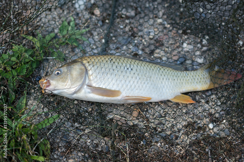 Freshly caught common carp resting in a fishing net on gravel, ready for cooking or release back into the water Freshly caught common carp resting in a fishing net on gravel, ready for cooking or release back into the water