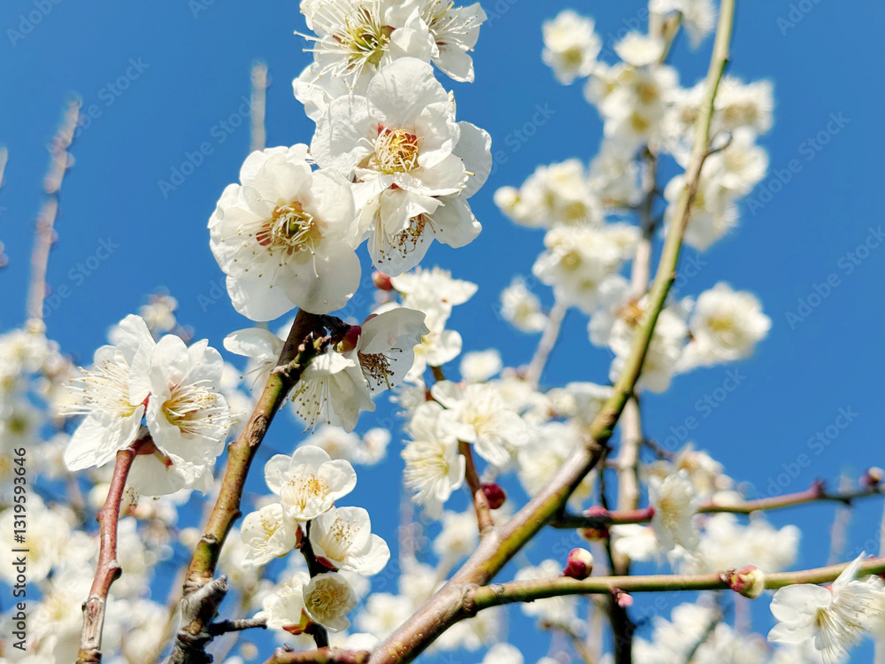 Fototapeta premium 梅の花
