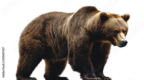 Wallpaper Mural brown bear isolated on white Torontodigital.ca