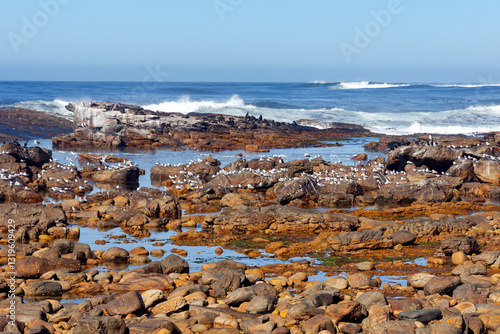 There is a large rookery of seals on the coastal cliffs and a large flock of seagulls at Cape Agulhas, where the Indian and Atlantic Oceans meet - a cape in South Africa.
