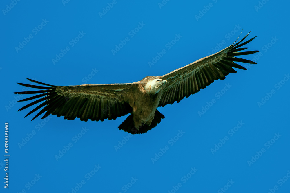 Naklejka premium Buitre leonado en vuelo, en el parque natural de Cazorla, Segura y Las Villas.