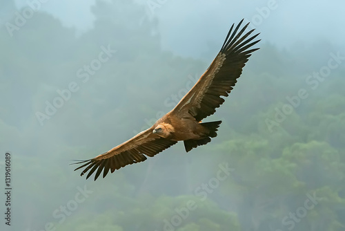 Wallpaper Mural Buitre leonado en vuelo, en el parque natural de Cazorla, Segura y Las Villas. Torontodigital.ca