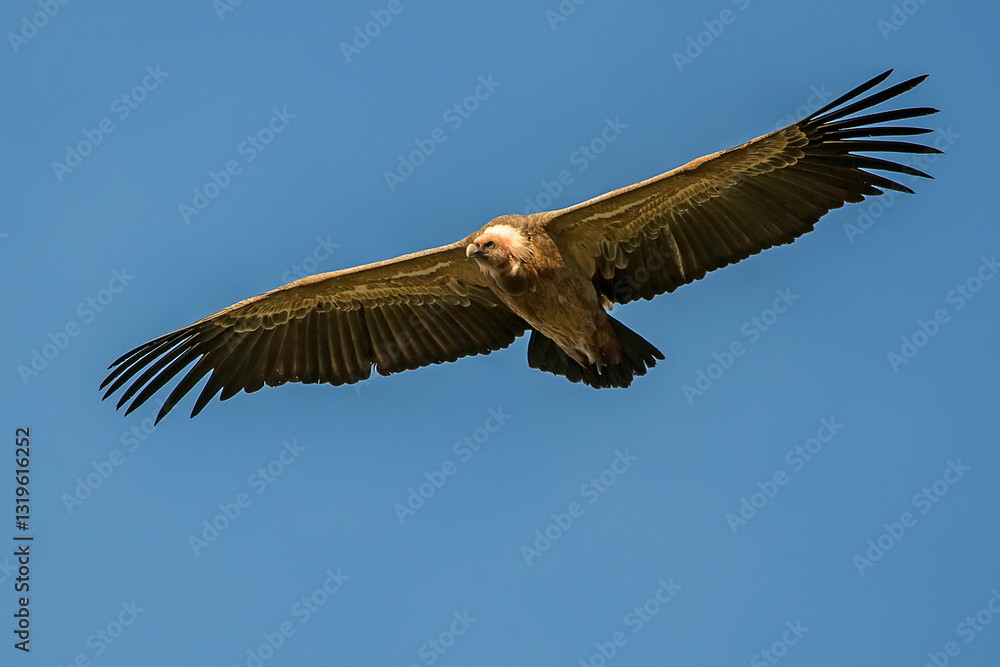 Buitre leonado en vuelo, en el parque natural de Cazorla, Segura y Las Villas. Buitre leonado en vuelo, en el parque natural de Cazorla, Segura y Las Villas.