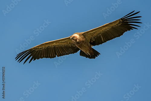 Buitre leonado en vuelo, en el parque natural de Cazorla, Segura y Las Villas.