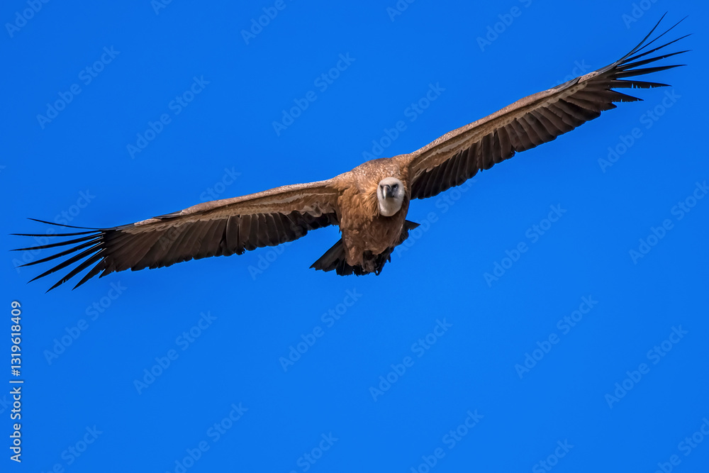 Fototapeta premium Buitre leonado en vuelo, en el parque natural de Cazorla, Segura y Las Villas.