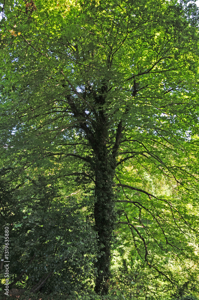 Fototapeta premium A view from the Botanical Park Garden in Batumi, Georgia