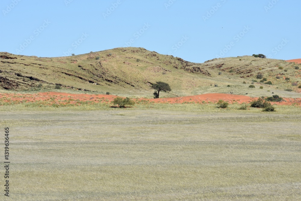 Obraz premium Sanddünen in der Namib zwischen Sesriem und Swakopmund nach der Regenzeit