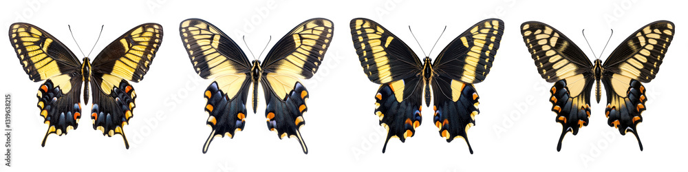 Majestic western swallowtail Isolated on transparent background, PNG, Set of Majestic western swallowtail Isolated on transparent background, PNG, Set of