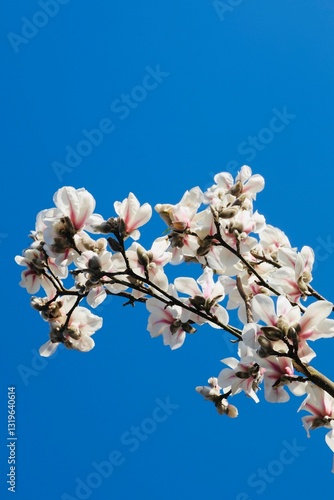 Magnolia Tikitere