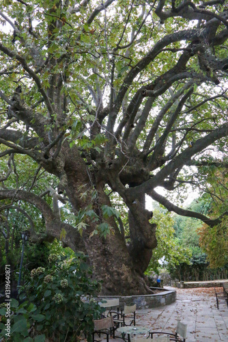 Quadro su tela Famous platens 1000 years old - Pelion peninsula