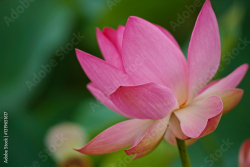 A huge pond with blooming lotuses. Summer. Blossom. Ecotourism. Zen.