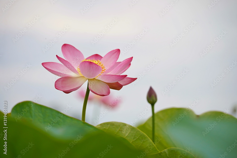 Naklejka premium A huge pond with blooming lotuses. Summer. Blossom. Ecotourism. Zen.