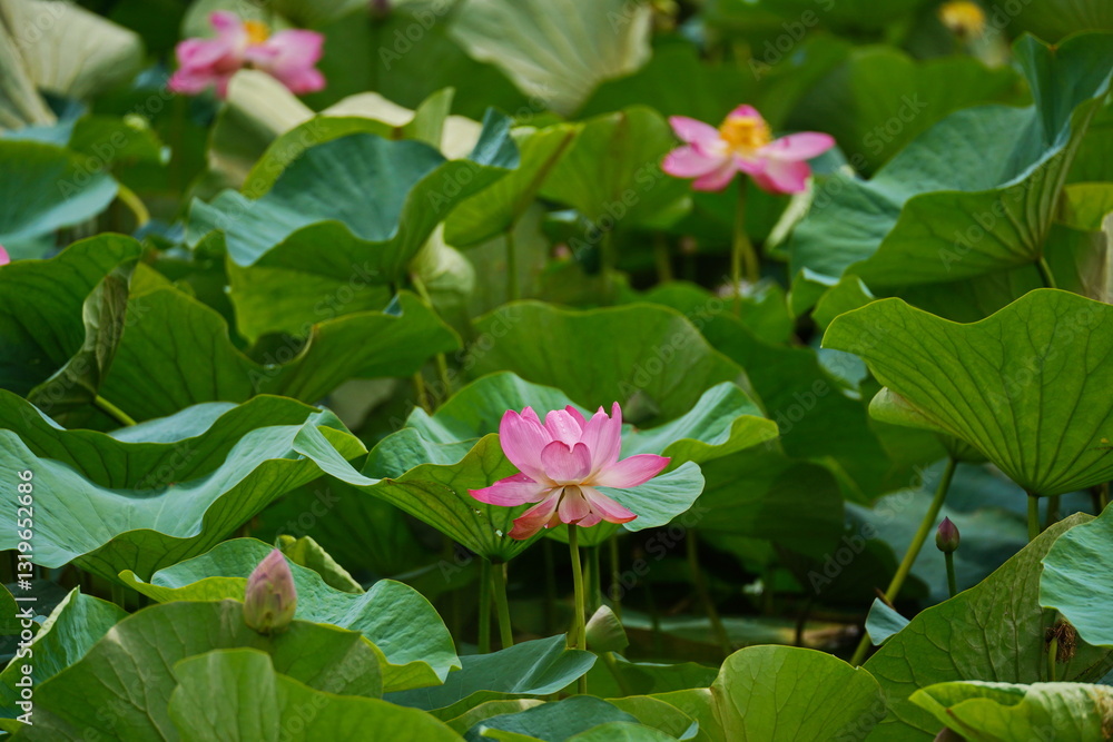 A huge pond with blooming lotuses. Summer. Blossom. Ecotourism. Zen. A huge pond with blooming lotuses. Summer. Blossom. Ecotourism. Zen.