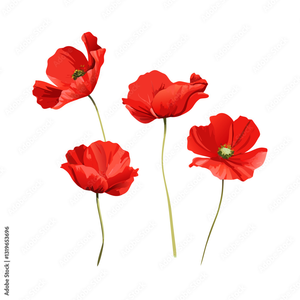 Obraz premium Red Poppy Flower Isolated on White Background