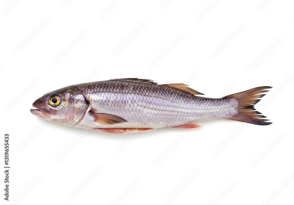 Freshwater Fish, Silver color, Isolated on White Background Freshwater Fish, Silver color, Isolated on White Background