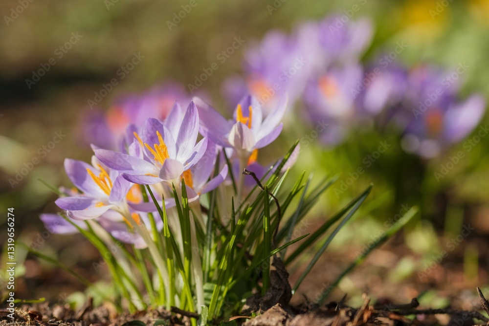 Krokus, Frühblüher, Gartenpflanzen