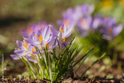 Obraz na płótnie Krokus, Frühblüher, Gartenpflanzen w salonie