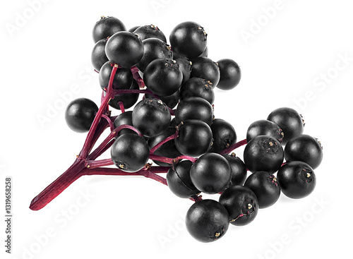 Branch of fresh black elderberry fruit isolated on a white background. Healing berries of Sambucus. Herbal medicine.