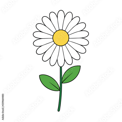 aster flower on a white background.