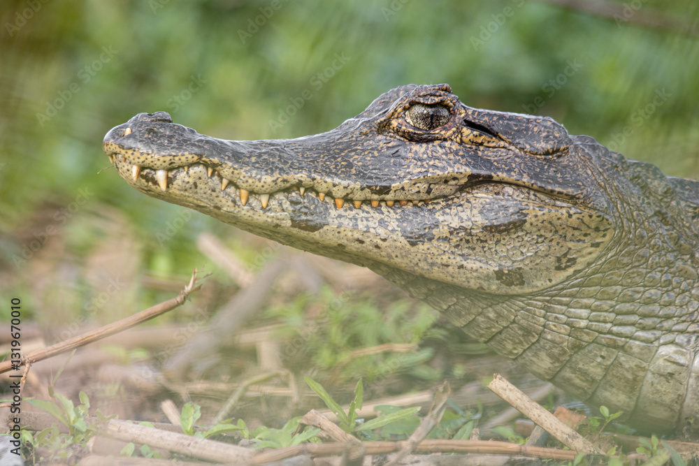 Obraz premium Black Caiman Yacaré portrait in Esteros del Ibera marshland wetland National Park in Corrientes, Argentina (Caiman Yacare)