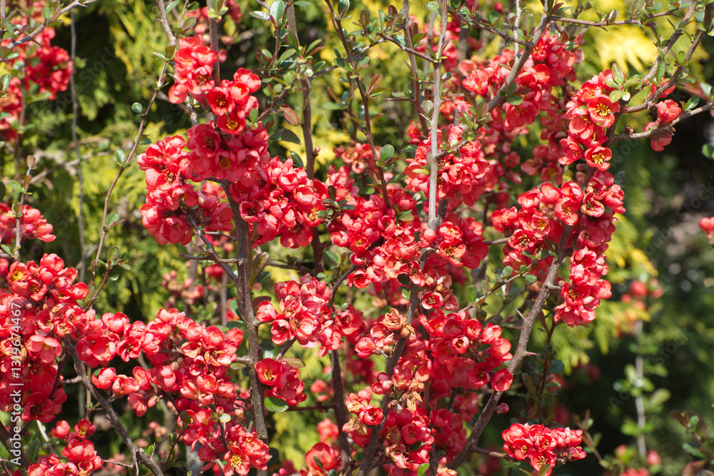 Japanische Zierquitte; Chaenomeles japonica Japanische Zierquitte; Chaenomeles japonica
