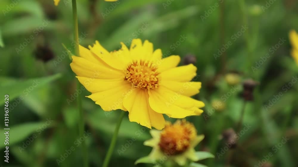 Close-up of Vibrant Yellow Flower in Garden Blooming in Springtime Close-up of Vibrant Yellow Flower in Garden Blooming in Springtime