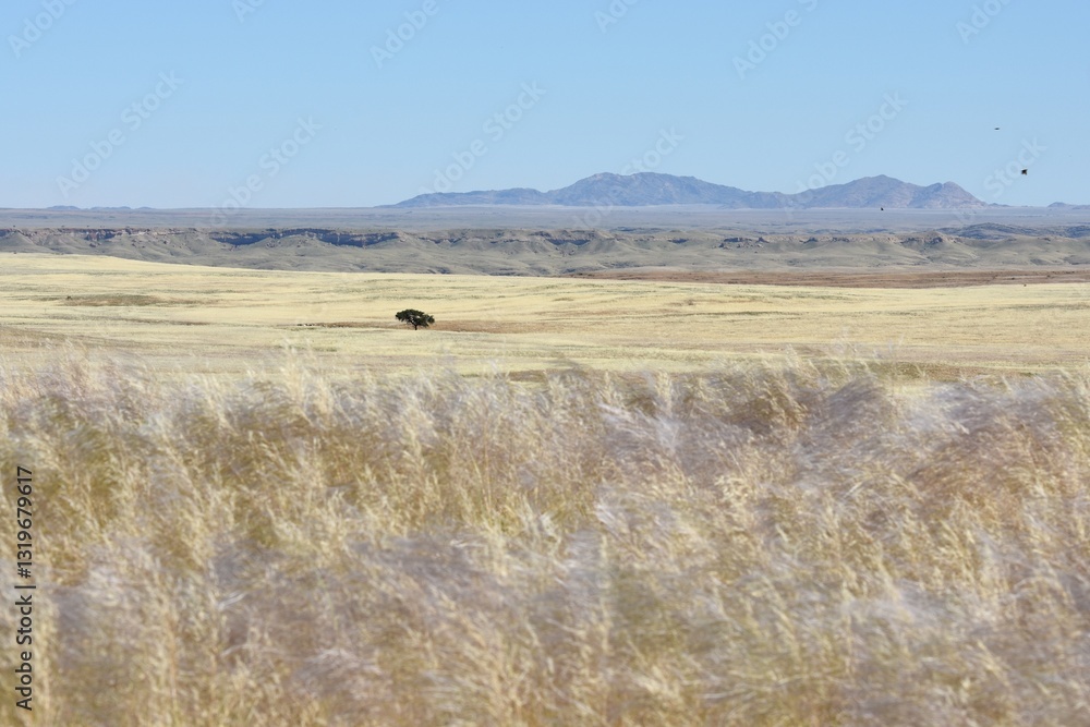 Obraz premium Landschaft in der Namib nach der Regenzeit