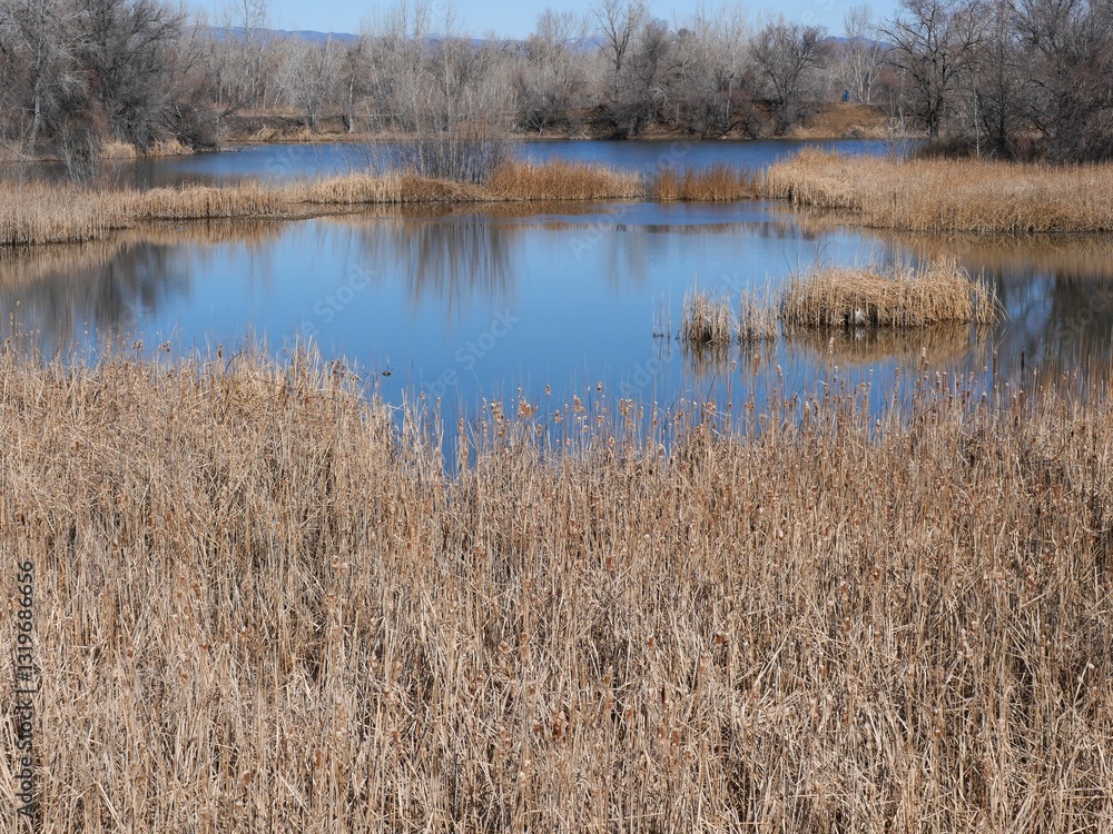 Marshland with Cattails in early spring, Colorado Marshland with Cattails in early spring, Colorado