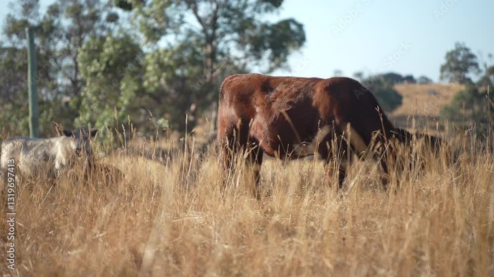Carbon neutral cattle farming in a free range field on a farm in Australia beautiful cattle in Australia eating grass, grazing on pasture. Herd of cows free range beef being regenerative raised Carbon neutral cattle farming in a free range field on a farm in Australia beautiful cattle in Australia eating grass, grazing on pasture. Herd of cows free range beef being regenerative raised