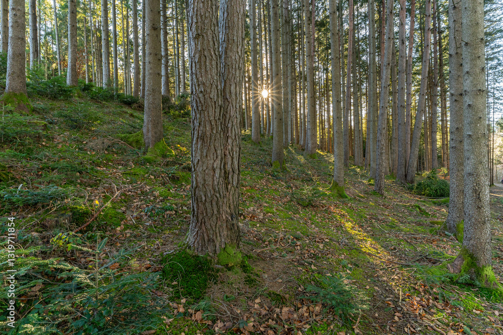 Obraz premium Nutzwald mit Sonnentern