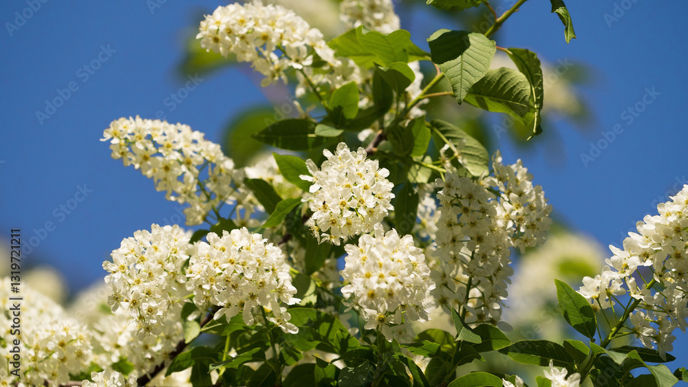 Hackberry, hagberry, or Mayday tree. Flowering branch of bird cherry Hackberry, hagberry, or Mayday tree. Flowering branch of bird cherry