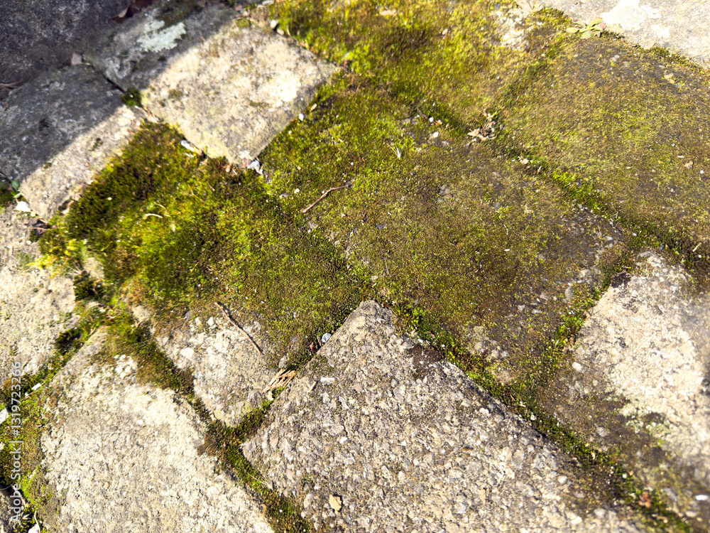 Older grey interlocking paving stones covered in moss. The surface appears weathered, with green spots indicating moisture and time-worn textures. Older grey interlocking paving stones covered in moss. The surface appears weathered, with green spots indicating moisture and time-worn textures.
