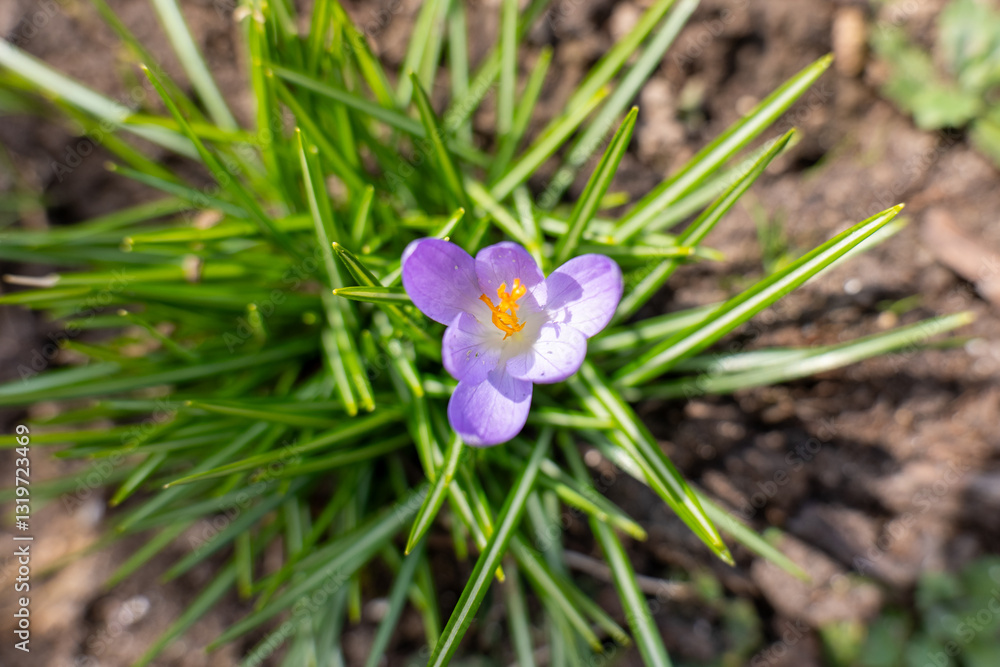 A single delicate purple crocus flower blooms among green, pointed leaves. The bright orange stamens contrast with the soft petals, highlighting early spring growth in its natural habitat. A single delicate purple crocus flower blooms among green, pointed leaves. The bright orange stamens contrast with the soft petals, highlighting early spring growth in its natural habitat.