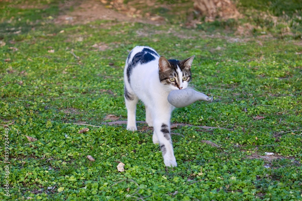 Cat chasing ball, balloon feline, have fun, jump Cat chasing ball, balloon feline, have fun, jump