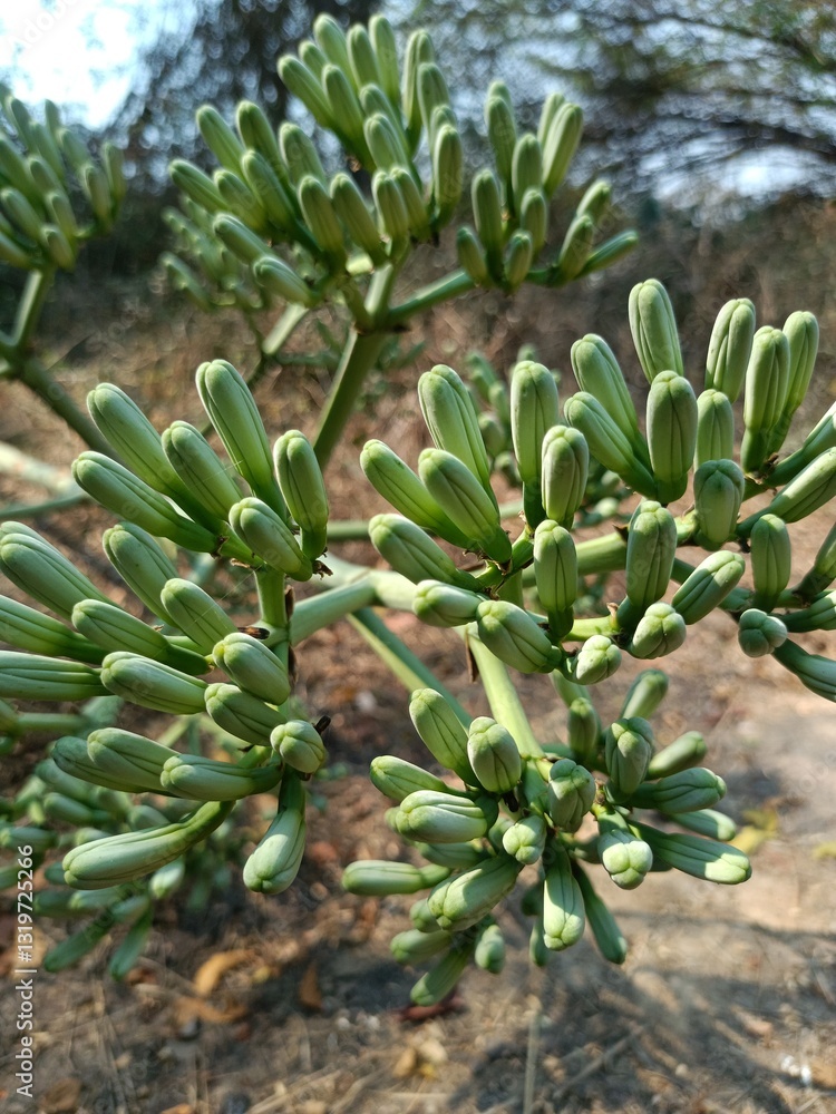 The Timeless Beauty of the Century Plant. The Timeless Beauty of the Century Plant.