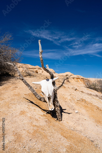 skull in the desert