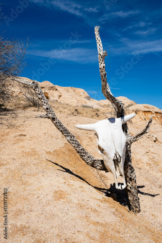 cow skull