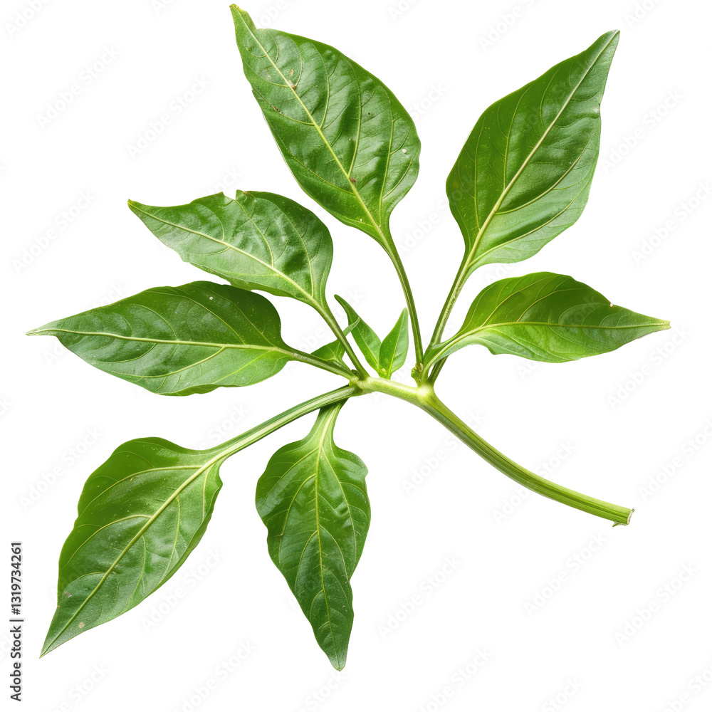 Fototapeta premium Fresh Green Pepper Plant Leaves, Studio Isolated On White or transparent. Healthy Food Ingredient.