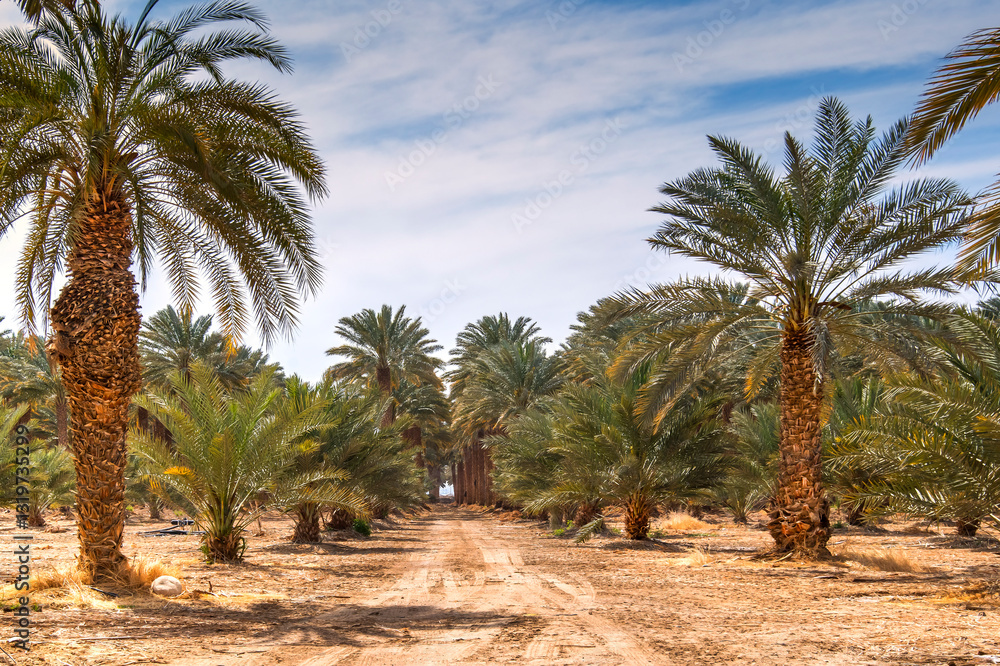 Sandy road among date palm plantations with trees of different ages, sustainable agriculture industry for healthy food in desert and arid areas of the Middle East and Africa. No AI tools were used Sandy road among date palm plantations with trees of different ages, sustainable agriculture industry for healthy food in desert and arid areas of the Middle East and Africa. No AI tools were used