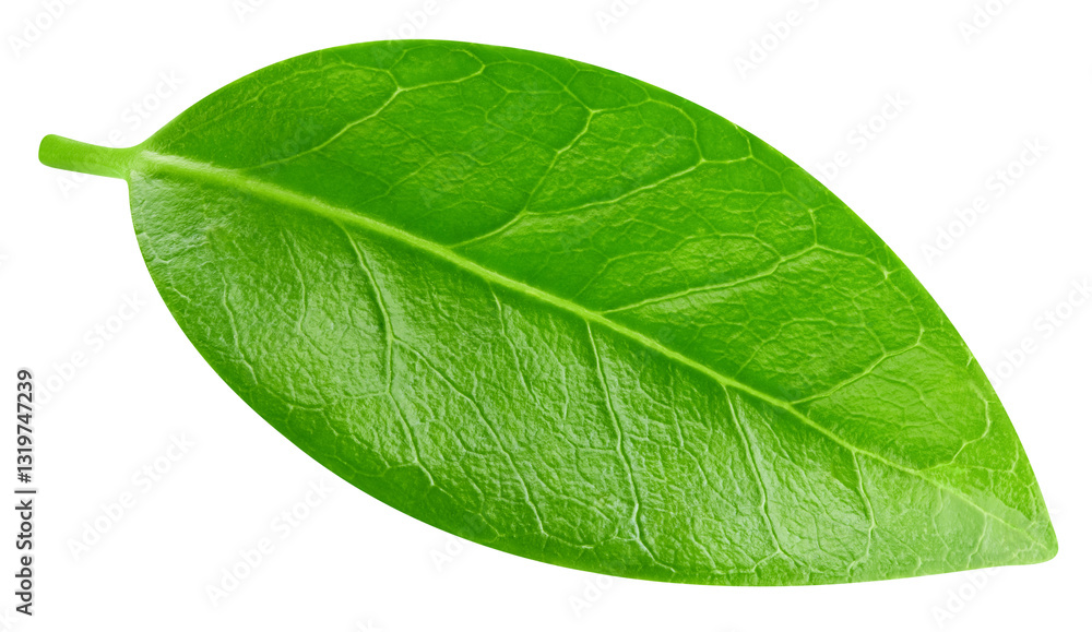 Obraz premium leaf isolated on white background