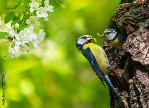 birds parents blue tits with caterpillars in their beaks near tree hollow in ...
