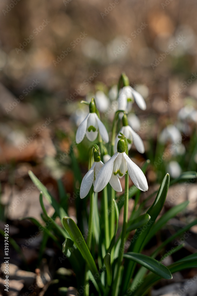 White snowdrop flowers on blurred forest background. Spring flowers in the garden with copy space. Snowdrop (Galanthus nivalis) blooming in the park. White snowdrop flowers on blurred forest background. Spring flowers in the garden with copy space. Snowdrop (Galanthus nivalis) blooming in the park.