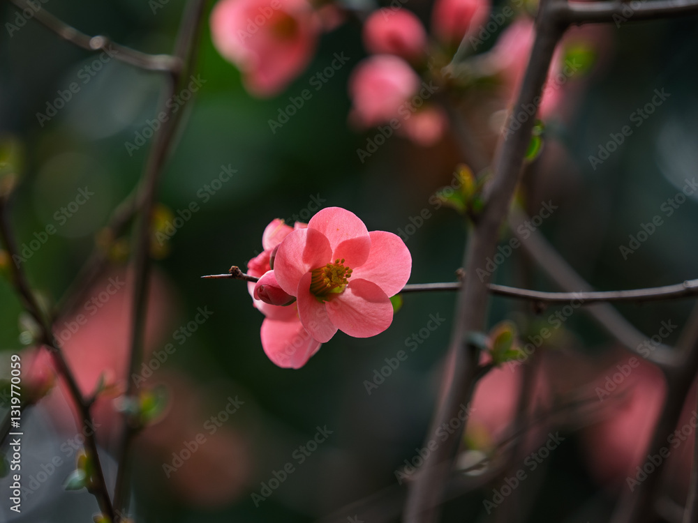 Fototapeta premium Detail of pink flowers of Chaenomeles japonica (Japanese quince) in the garden