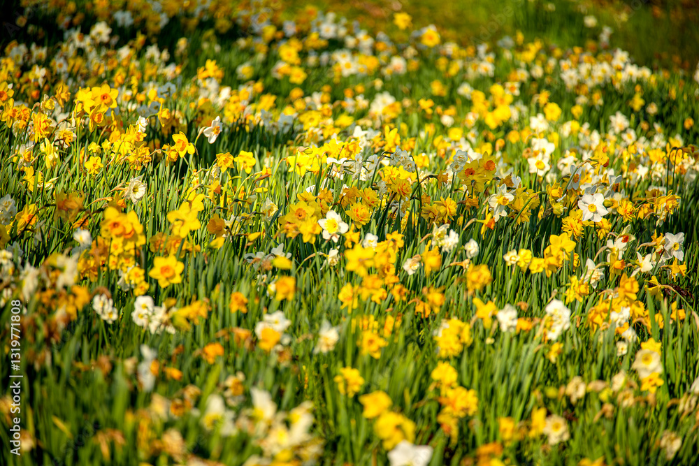 lush blooming flowers spring daffodils. A meadow in different types of daffodils. lush blooming flowers spring daffodils. A meadow in different types of daffodils.