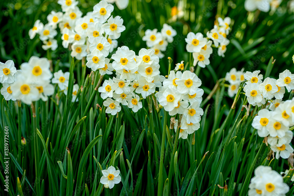 beautiful blooming of spring flowers daffodils. beautiful blooming of spring flowers daffodils.