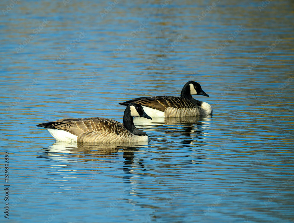 Two geese glide across the serene water, their reflections shimmering in the sunlight. The clear blue sky adds to the tranquil atmosphere of this late afternoon setting Two geese glide across the serene water, their reflections shimmering in the sunlight. The clear blue sky adds to the tranquil atmosphere of this late afternoon setting