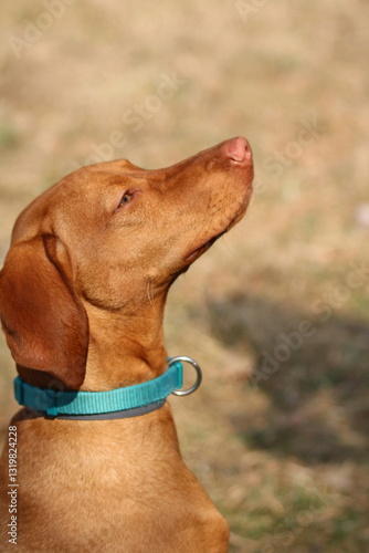 Hungarian Vizsla, the noble dog photo