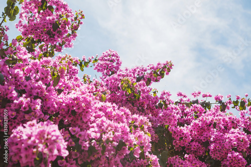 A bright bougainvillea on a blue sky on a sunny day