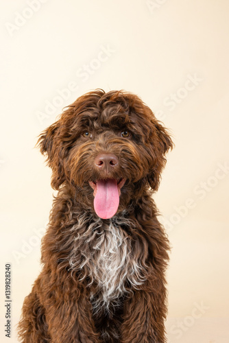 Sticker Smiling chocolate brown golden doodle puppy portrait on bright beige background